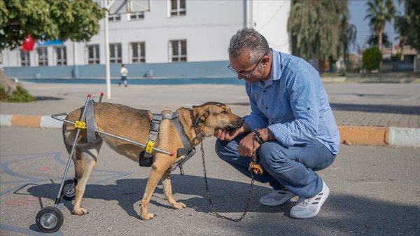 В Измире преподаватель делает уникальные протезы для животных