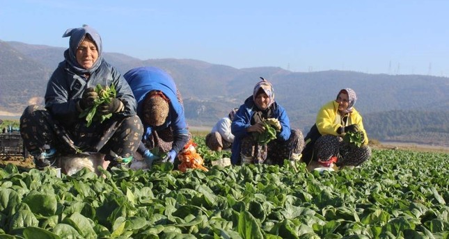 Женщины из турецкой Бурсы рассказали о «молодильной зелени»