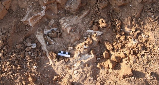 В Турции найдены окаменелости возрастом 9 млн лет