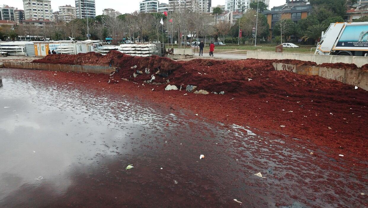 Необычные красные водоросли напугали жителей Стамбула