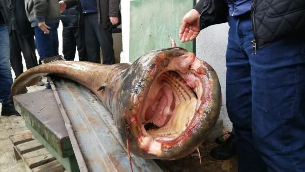 В турецкой Бурсе рыбаки поймали гигантского сома