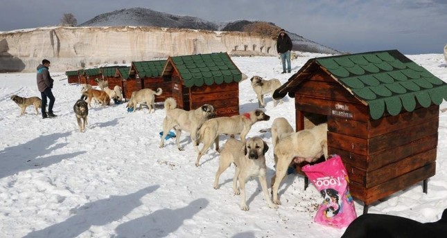 В турецком Нигде построена «деревня для собак»