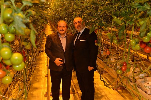 В Турции выращивают томаты под музыку