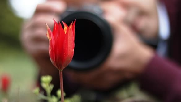 Штраф за сорванный тюльпан в Манисе превысил 73 тыс лир