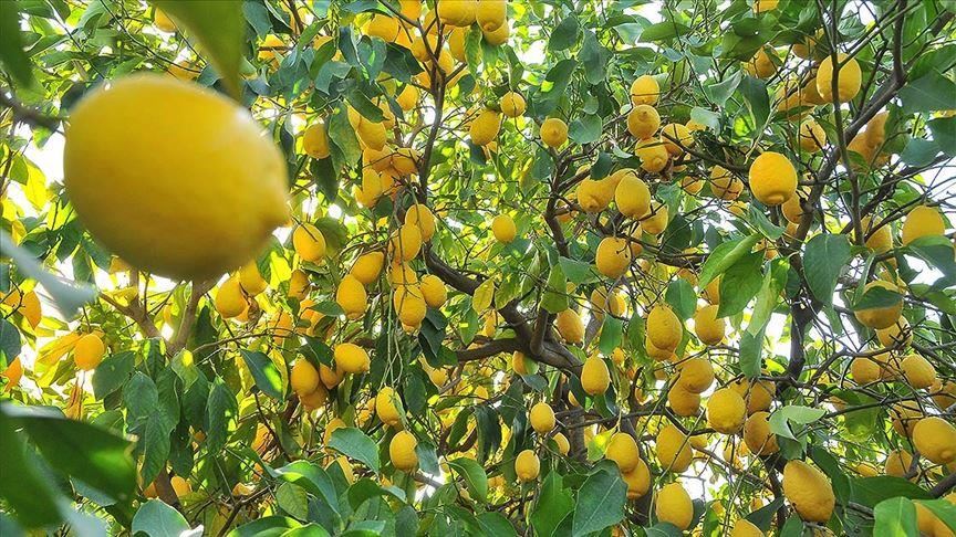 Турция ввела запрет на экспорт лимонов