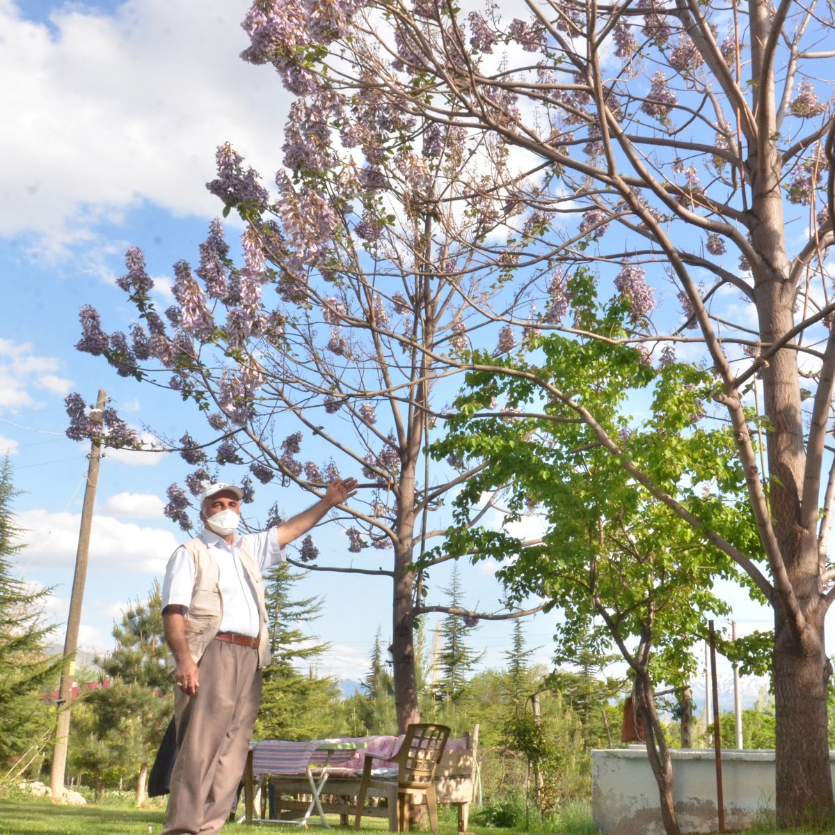 Житель Кахраманмараша посадил самое быстрорастущее дерево в мире