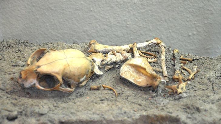 Ученые исследуют найденные в Стамбуле скелеты кошек