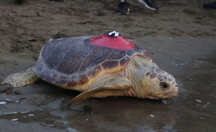 Черепаха со встроенным спутником стала «звездой» турецких СМИ