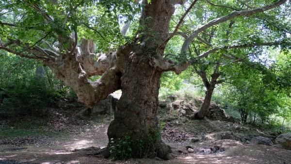 870-летний платан привлекает туристов в Конью