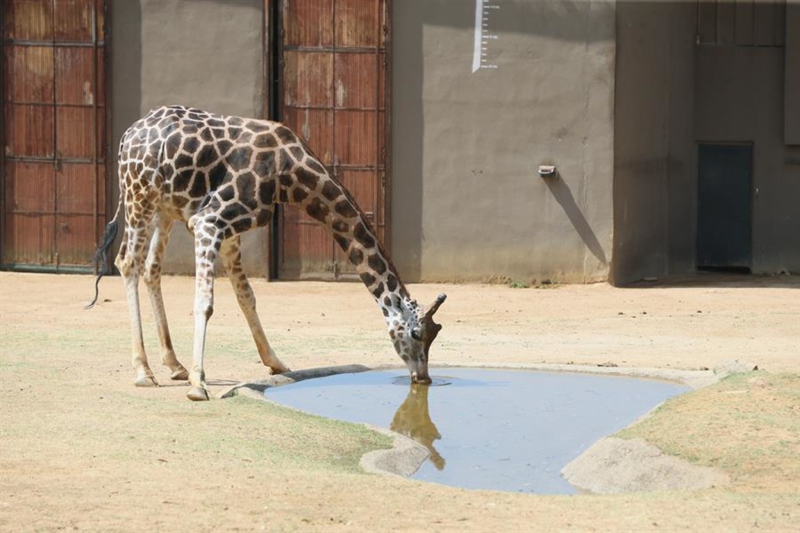 Зоопарк в Коджаэли снова открыт для туристов