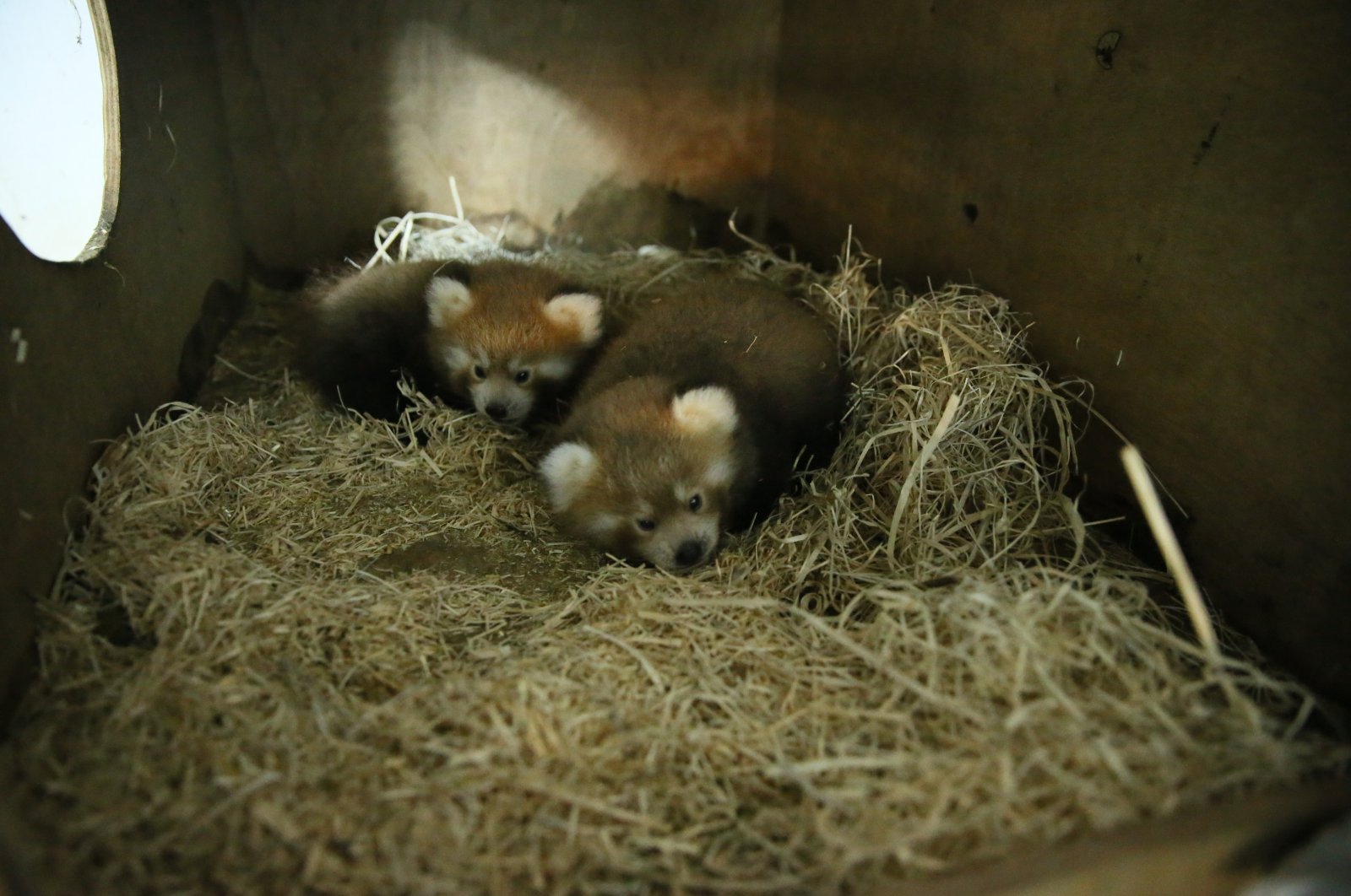 В турецком зоопарке родились детеныши красной панды