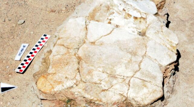 В Турции найдены окаменелости черепахи возрастом 8 млн лет