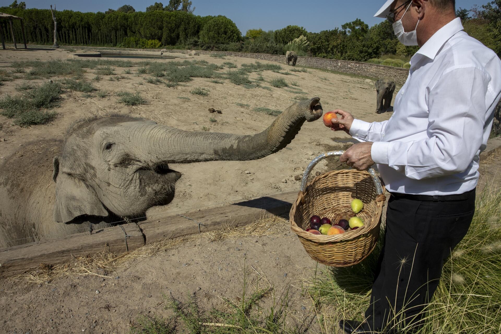Первый родившийся в Турции слон стал звездой соцсетей