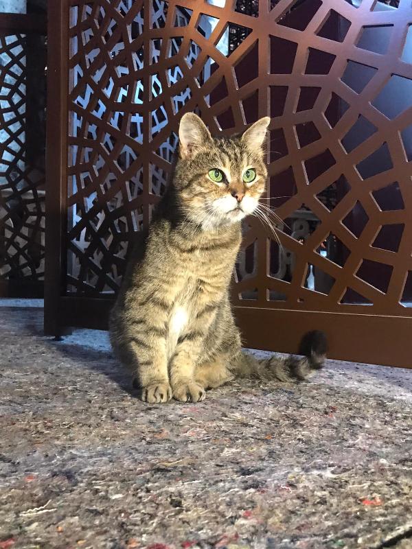 У живущего в Айя Софии кота Гли появился сосед