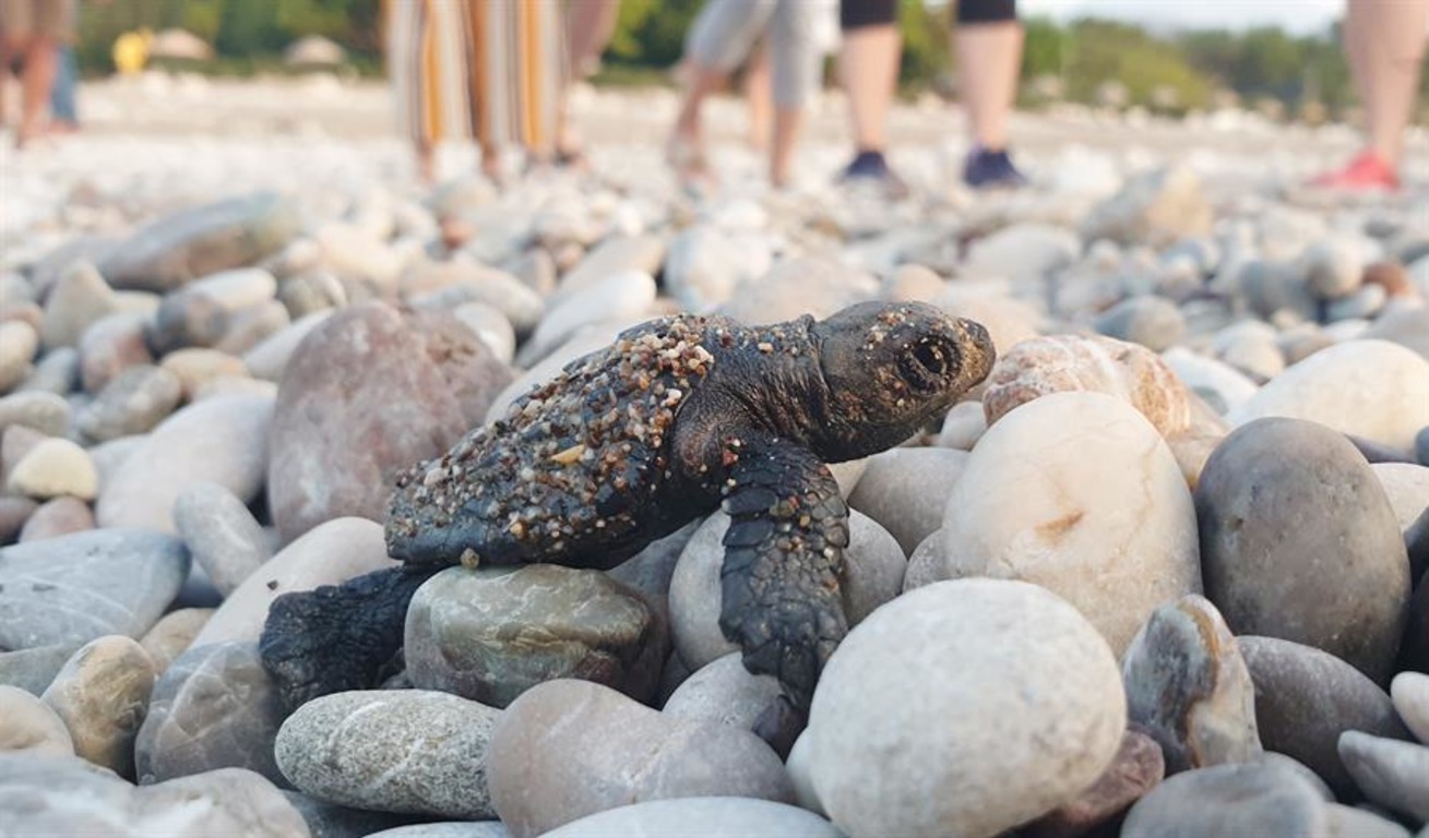 Более 3 тыс черепах каретта каретта достигли моря в Анталье