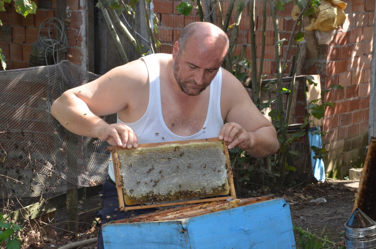Пасечник из Орду показал трюк с ручными пчелами