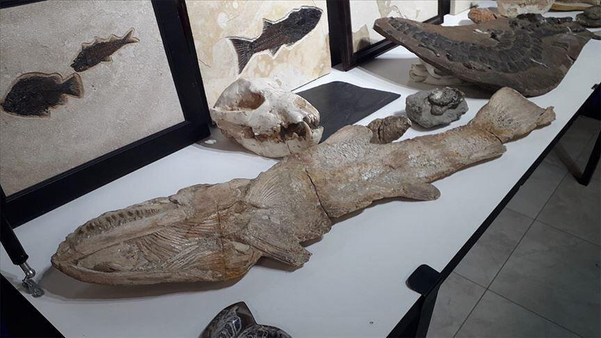 В Турции обнаружены артефакты возрастом 200 млн лет