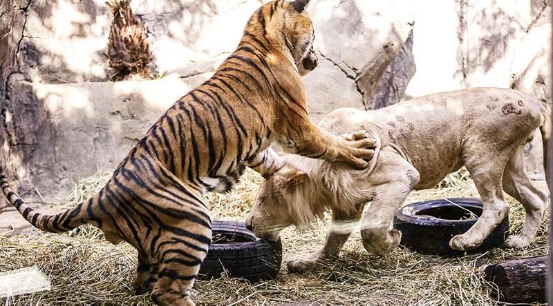 Дружба тигра и льва поразила жителей Турции