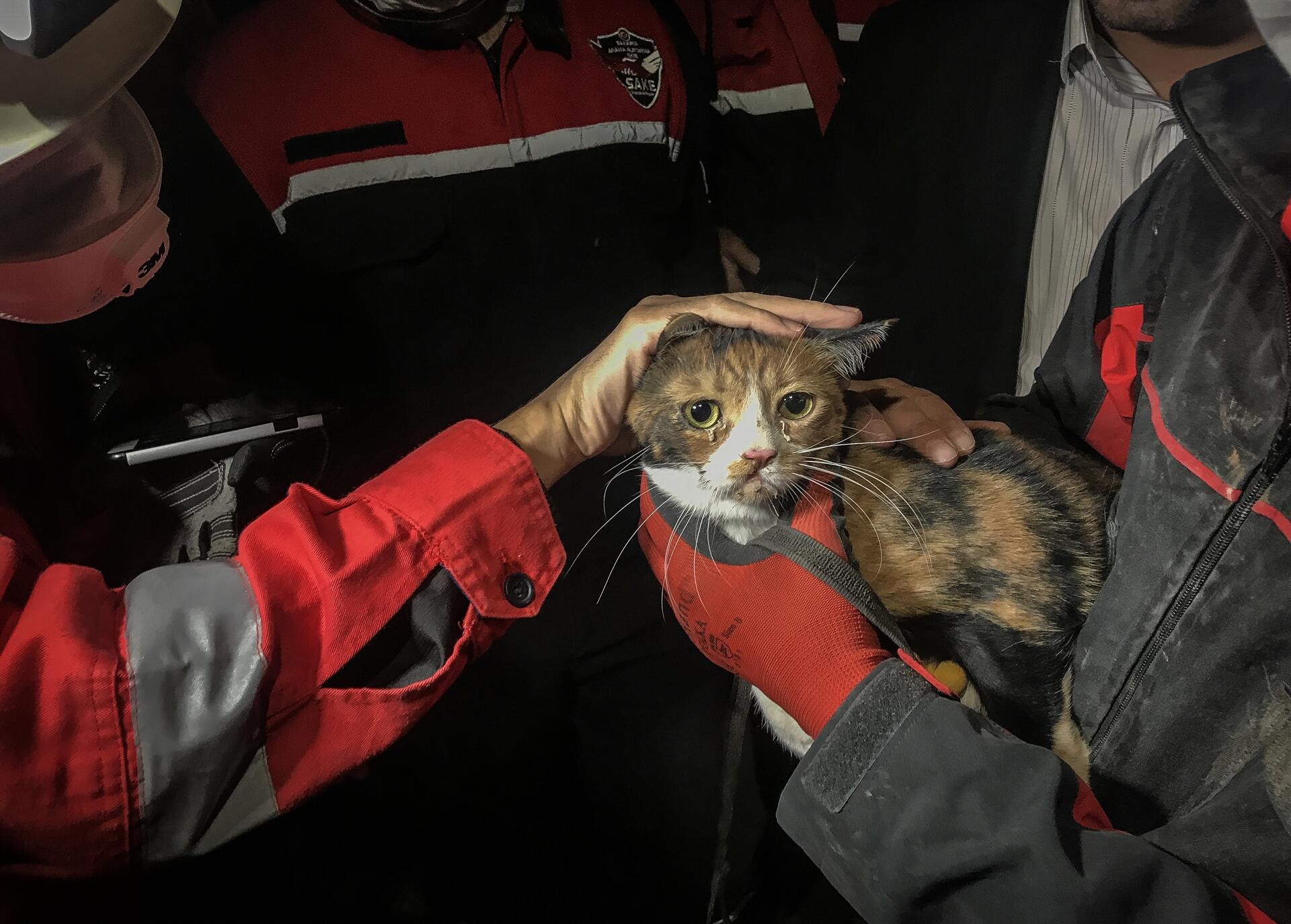 В Измире пес спас кошку из-под обломков рухнувшего дома