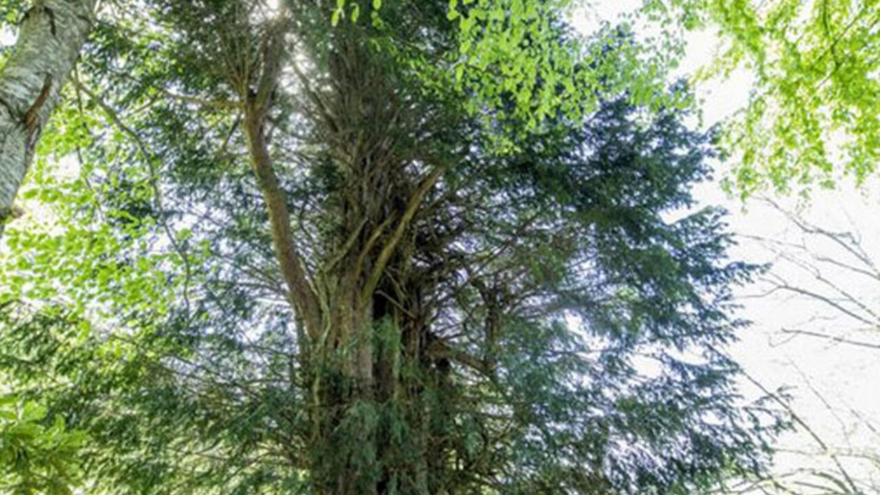 Самое старое дерево Турции привлекает гостей со всего мира