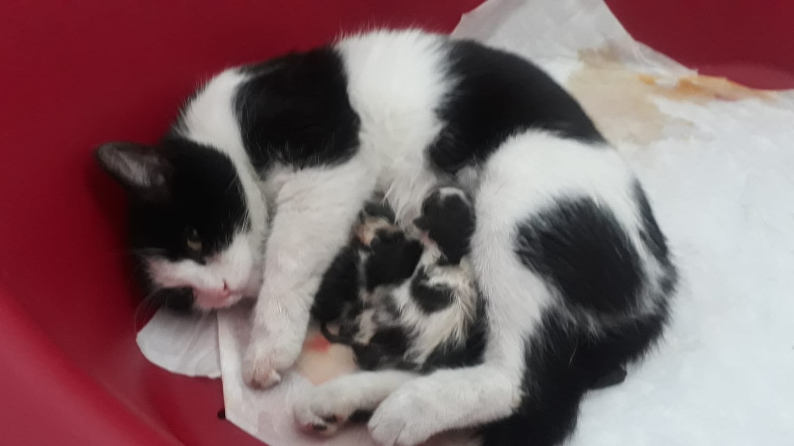 В турецкий роддом обратилась беременная кошка