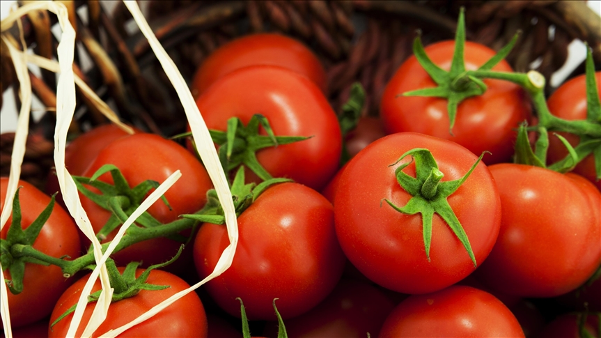 Россия названа ведущим импортером турецких томатов
