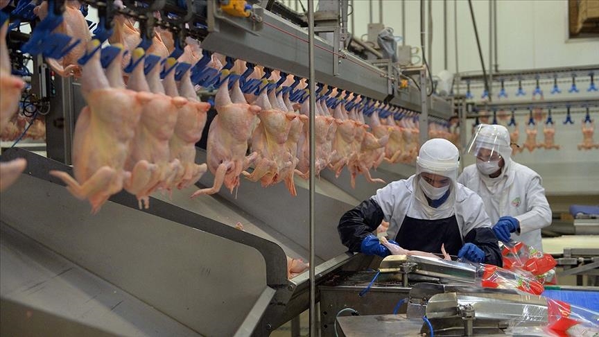 Турция наращивает экспорт курятины в КНР и Россию