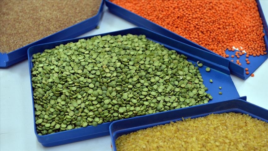 Турецкий экспорт зернобобовых и масличных достиг рекордных $7 млрд