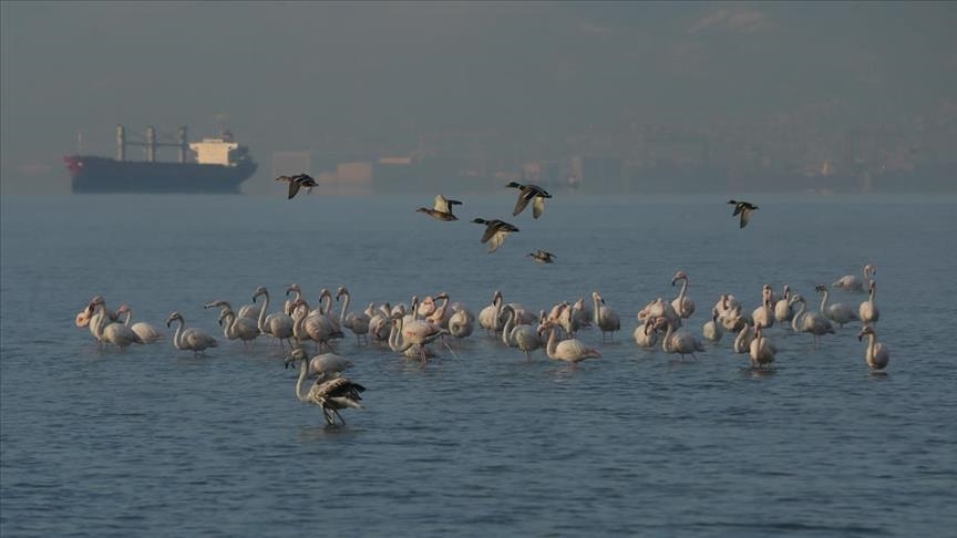 Стаи фламинго  в турецком заливе привлекают фотографов