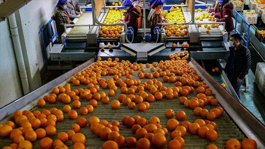 Ведущим импортером турецких апельсинов стала Россия