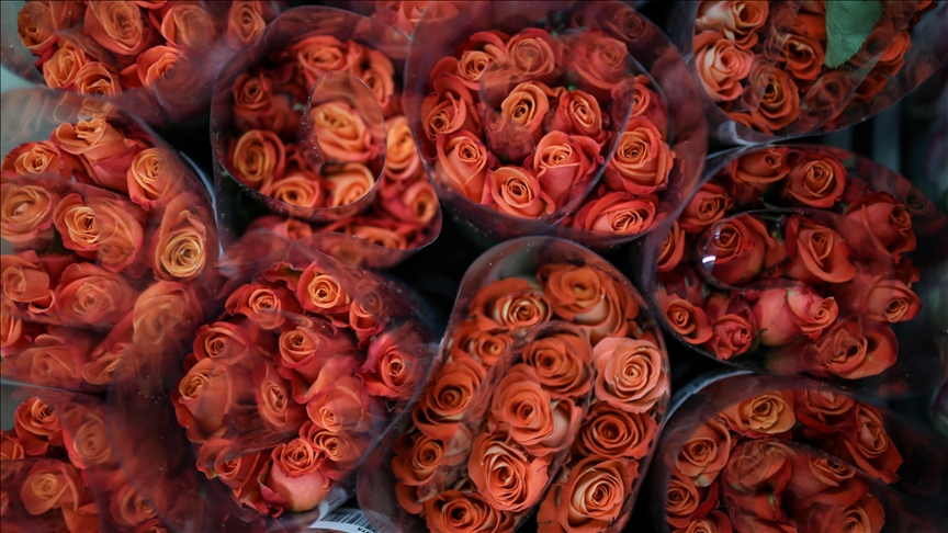 Турция поставит ко Дню влюбленных 70 млн цветов 
