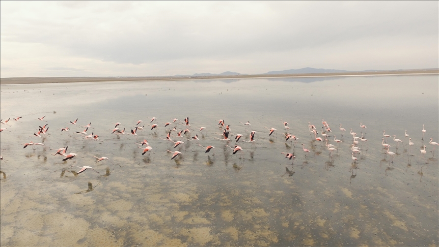 Розовые фламинго раньше срока вернулись с зимовки в Турцию