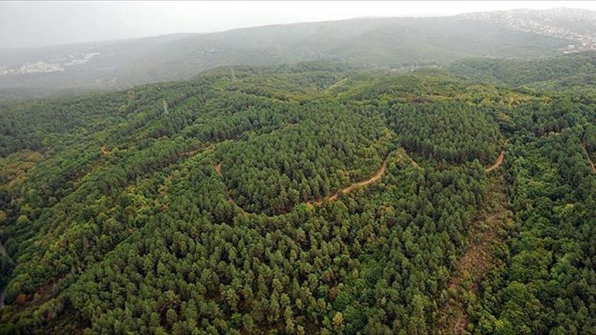 Турция значительно увеличила лесные ресурсы