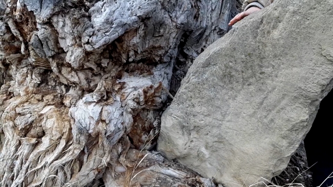 Впервые в Турции найдена могила в стволе дерева 