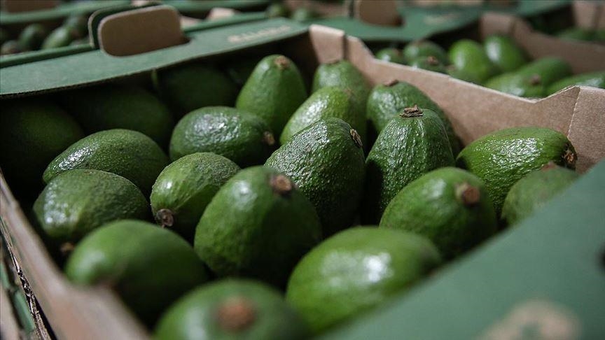 Производство авокадо в Турции выросло втрое 