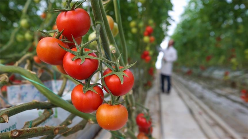 Турция заняла четвертое место в мире по производству томатов