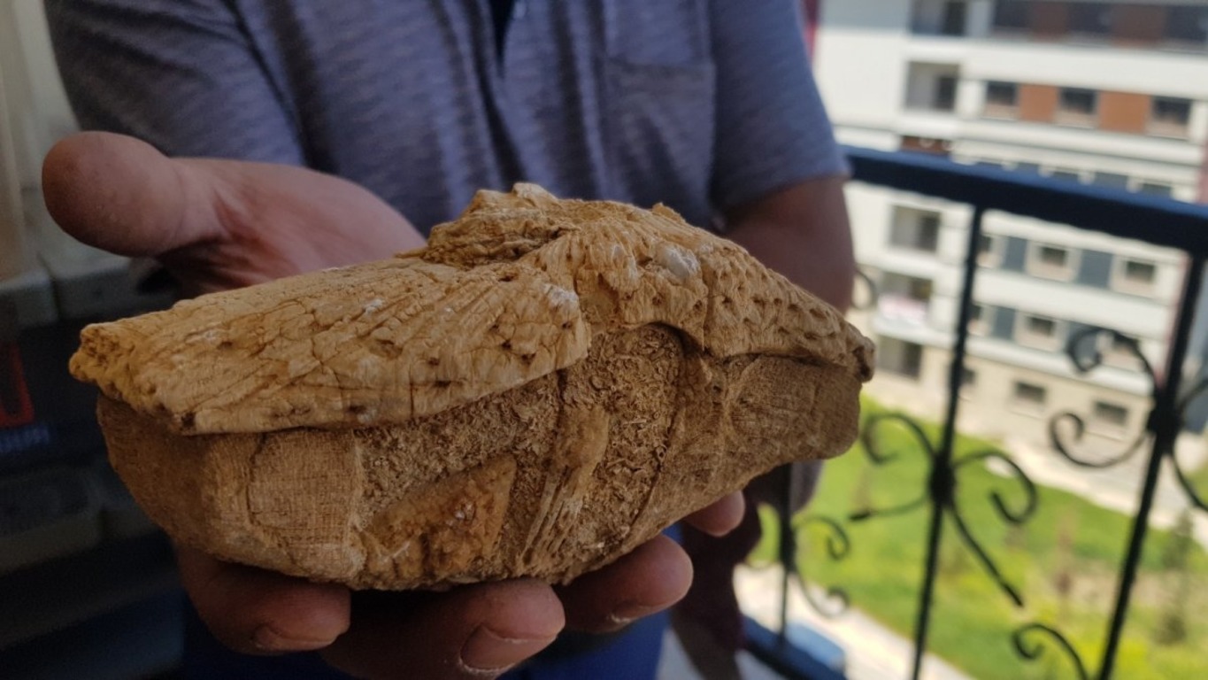 Окаменелость возрастом 45 миллионов лет нашли в Карабюке