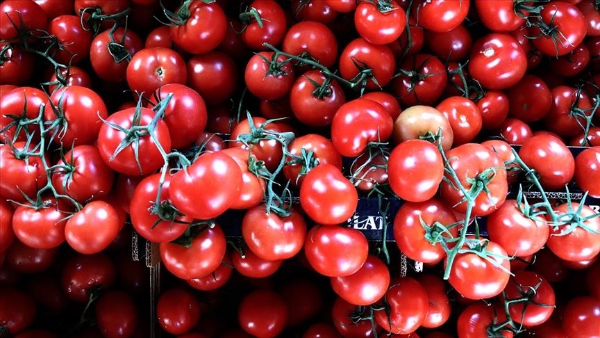 Россия увеличила квоту на ввоз томатов из Турции