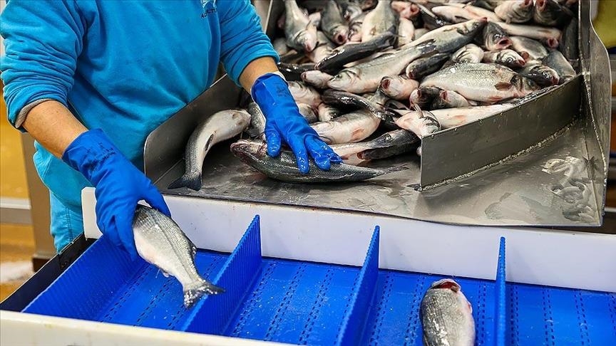 За год Турция произвела свыше 780 тыс.тонн рыбной продукции
