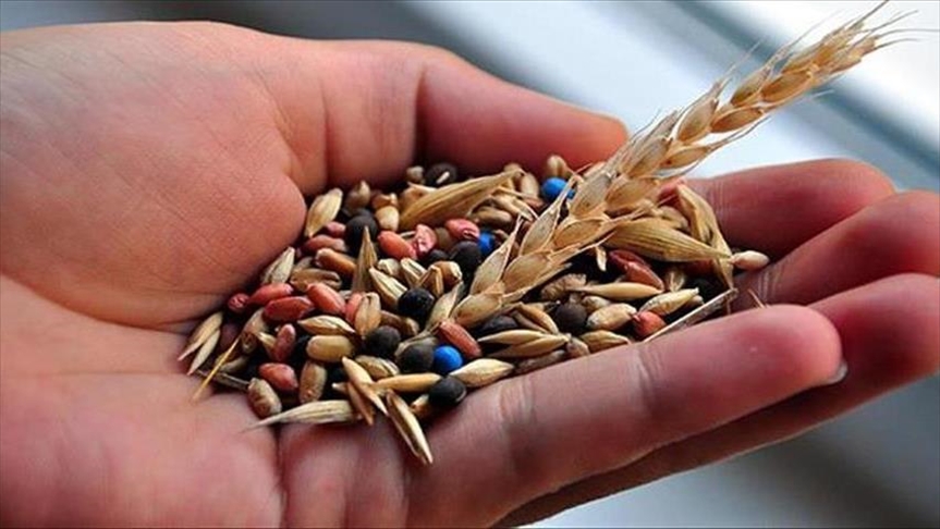 За пять лет из Турции экспортированы десятки тысяч тонн семян 