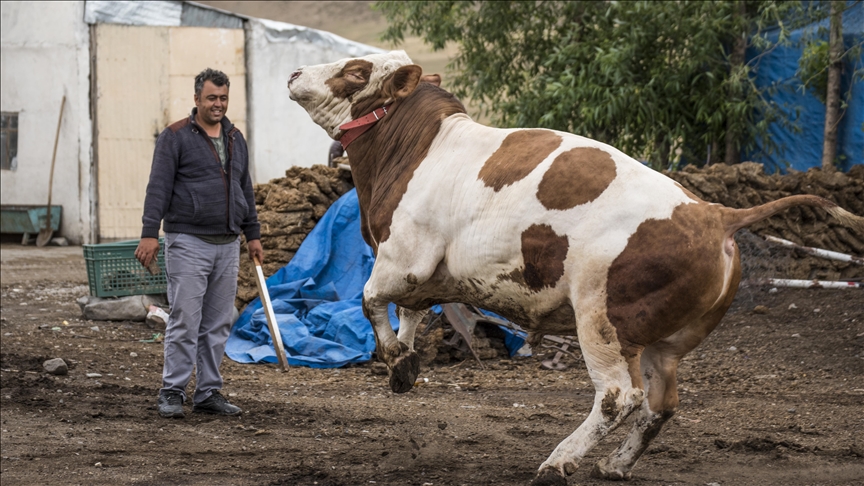Житель Турции продает быка за $4 тыс.
