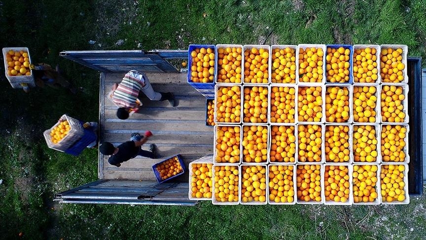 Турция значительно увеличила экспорт цитрусовых 