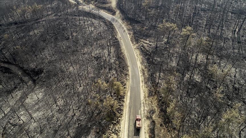Эрдоган объявил зонами бедствия районы лесных пожаров в Турции