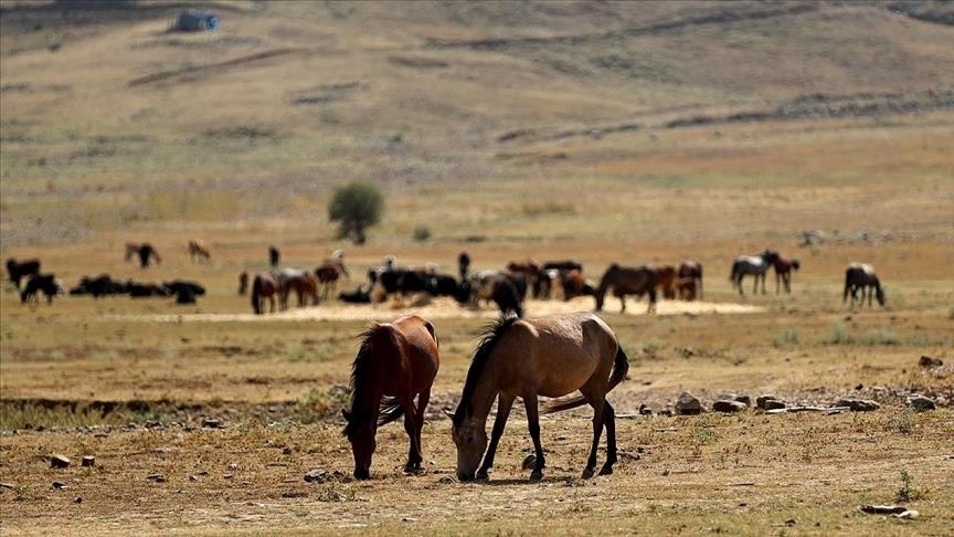 В Анталье кормят диких лошадей в зонах пожара