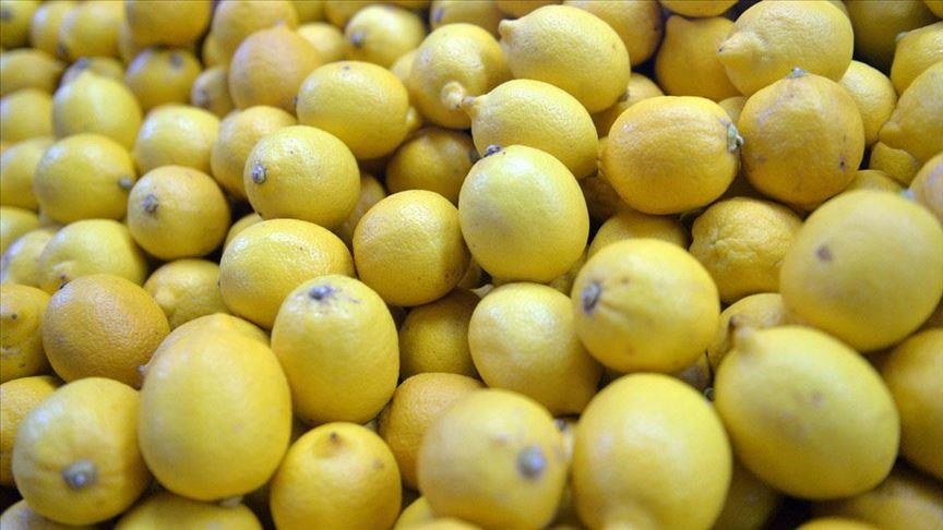 Экспорт турецкого лимона вырос на 59%