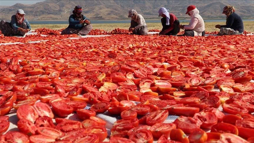 Экспорт сушеных томатов из Турции вырос на 32%