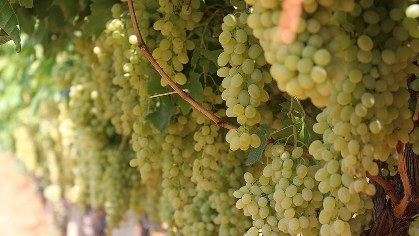 Экспорт турецкого винограда вырос на 22%