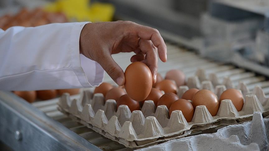 Начались экспортные поставки яиц из Турции в Сингапур