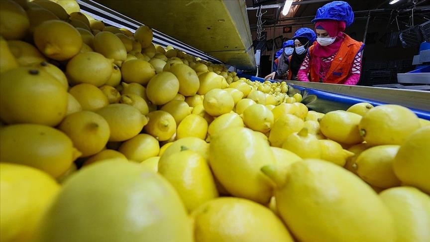 Турецкие лимоны продают в 60 странах