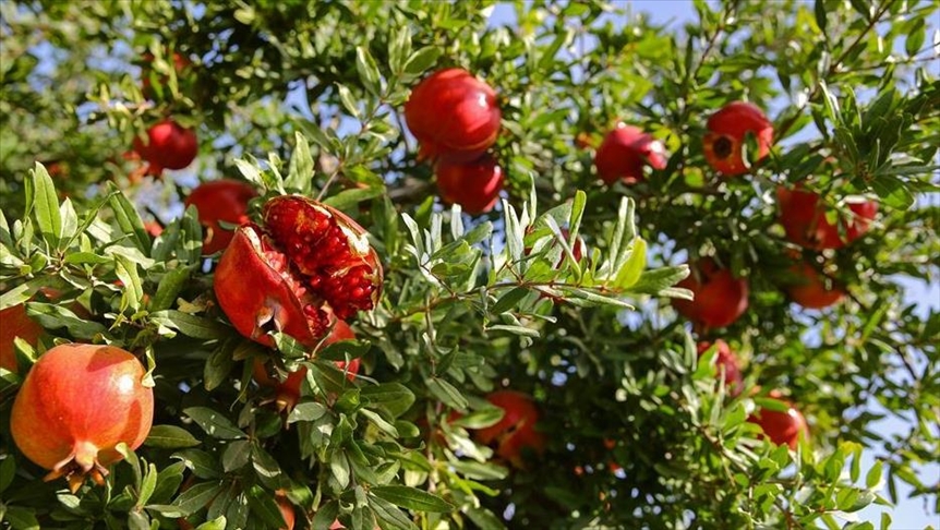 В Турции растет производство фруктов